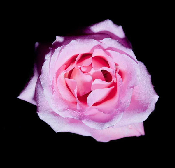 Närbild på Ros blomma på svart — Stockfoto
