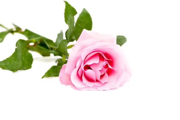Rosa rosa na superfície branca — Fotografia de Stock