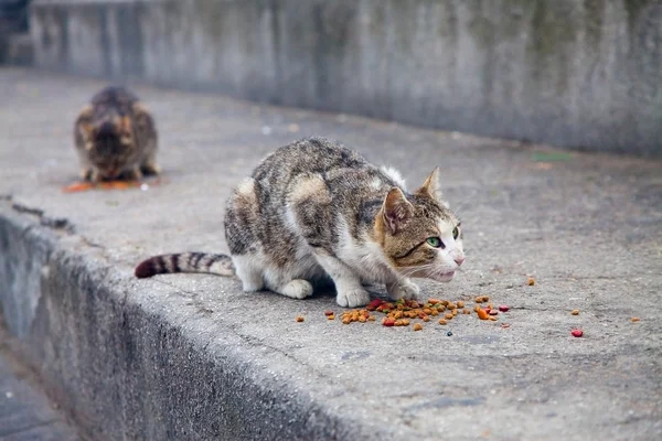 Дикая кошка защищает свою пищу — стоковое фото