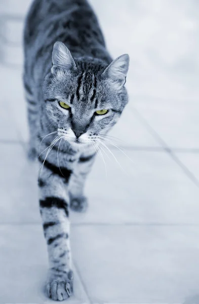 Silver striped cat approaching — Stock Photo, Image