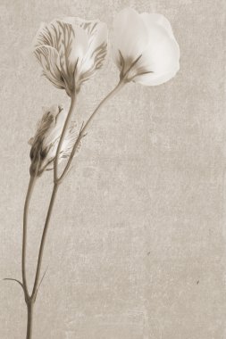 Vintage doku İrlandalı gül dalı ile