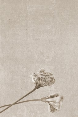 İki ölü İrlandalı Güllü Vintage doku