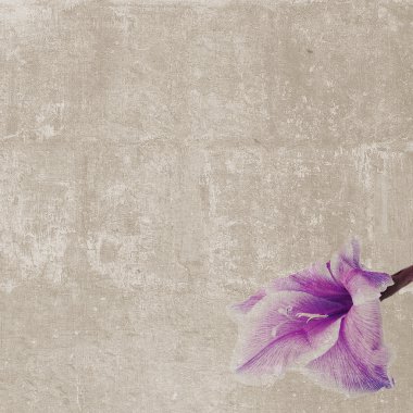 tek kare doku gladiole