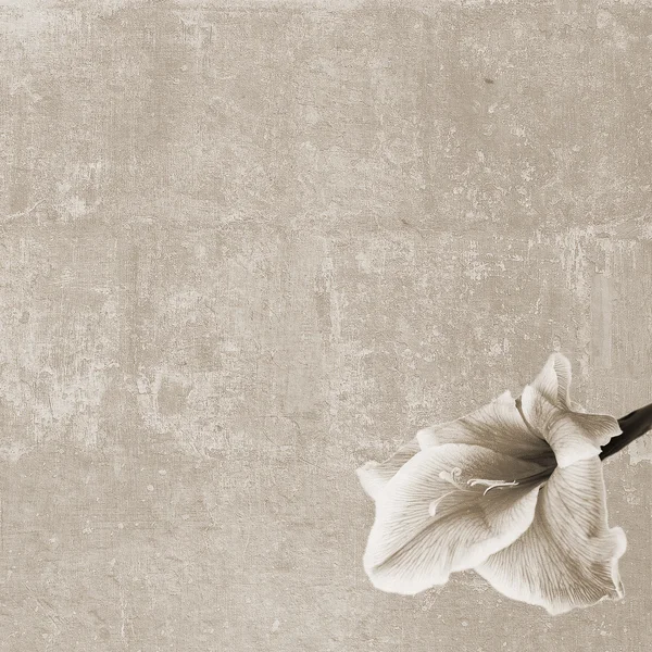 Zambak çiçeği ile kare doku