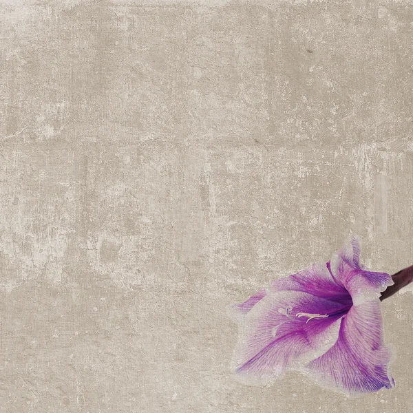 tek kare doku gladiole