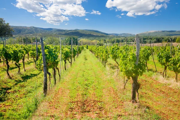 Зеленый виноградник под голубым небом — стоковое фото