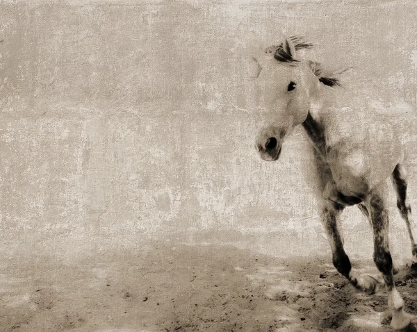 bir koşu atı Vintage kartpostal