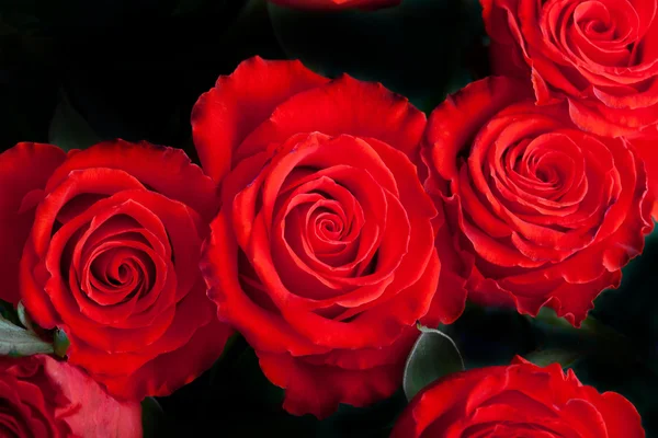 Scarlet roses on dark — Stock Photo, Image