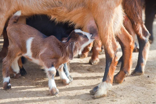 Mungitura delle capre — Foto Stock