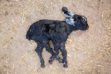ölü goatling 