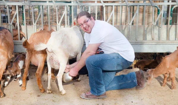 Cabras de ordeño campesino — Foto de Stock