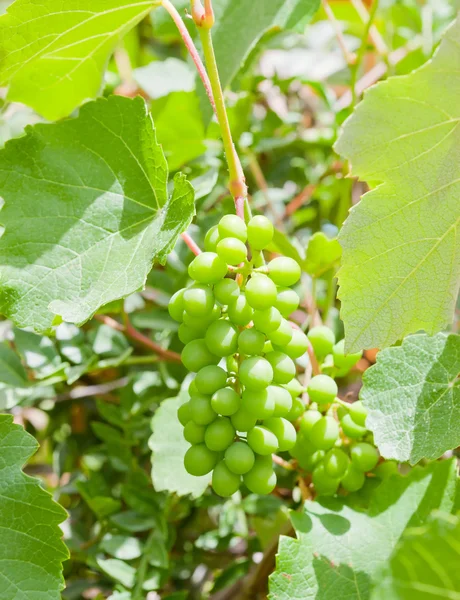 Одинокий гроздь винограда — стоковое фото