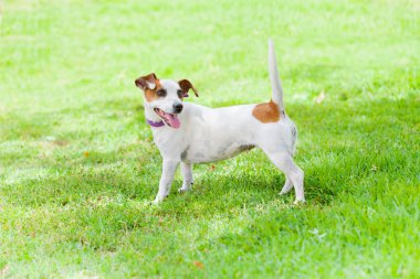 σκυλί, κοιτάζοντας πίσω σε επιφυλακή