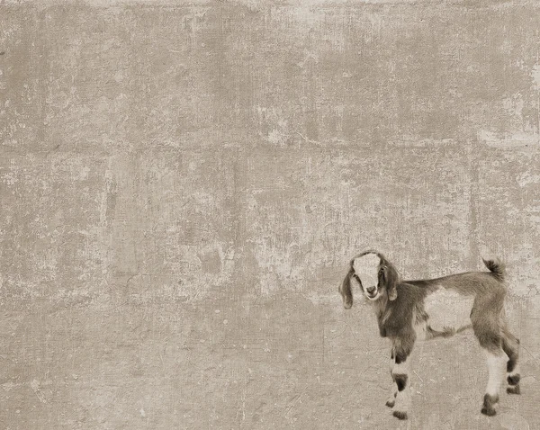 Vintage texture with standing goatling — Stock Photo, Image