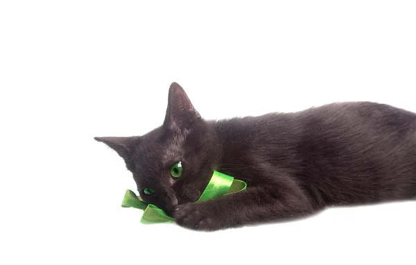 Roztomilé koťátko hrát s zelenou stuhu — Stock fotografie