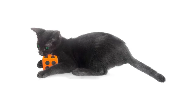 Black kitten biting dice — Stock Photo, Image