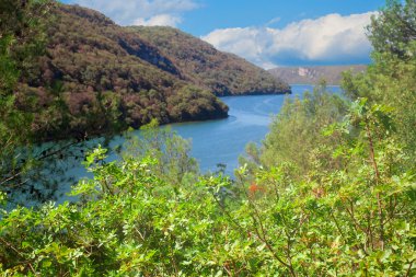 defne yaprakları lim görüntüleyin
