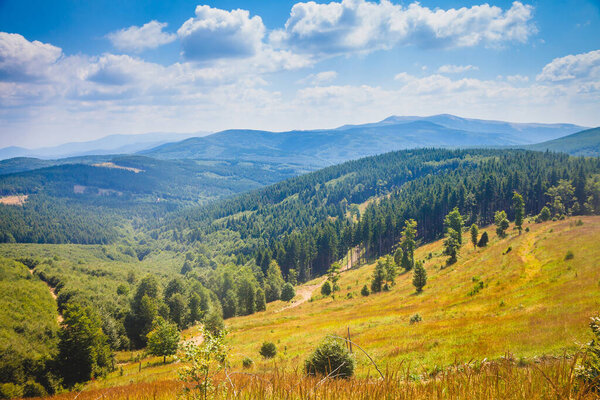 Rich green groves of pine trees growing on the slopes of lesser mountains on the edge of Stara Planina highland, Bulgaria