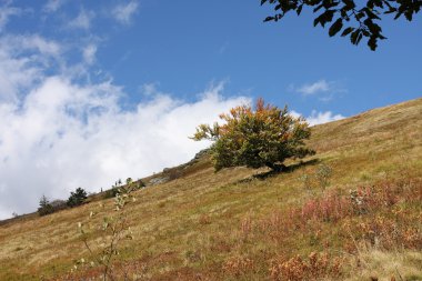 sonbahar bir tepede küçük ağaç