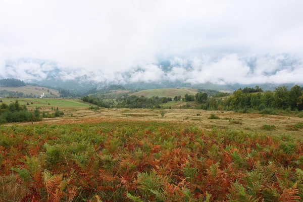 Meadow with red and green fern — Stock Photo, Image