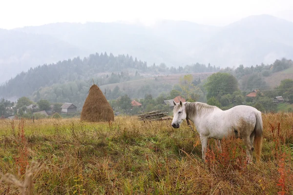 Bílý kůň pasoucí se v mlhavé louka — Stock fotografie