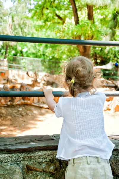 Little girl looking at animals in the zoo — Stock Photo, Image