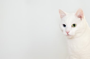 beyaz kedi portresi. metin için yer