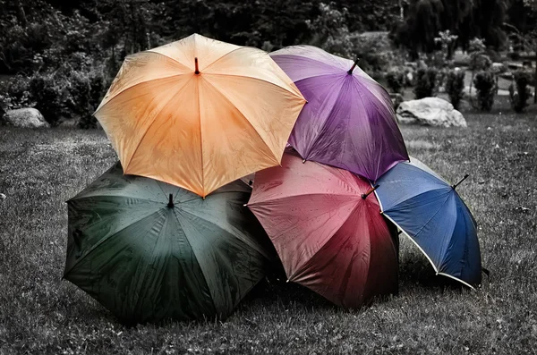 Five umbrellas on the grass. Black and white — Stock Photo, Image