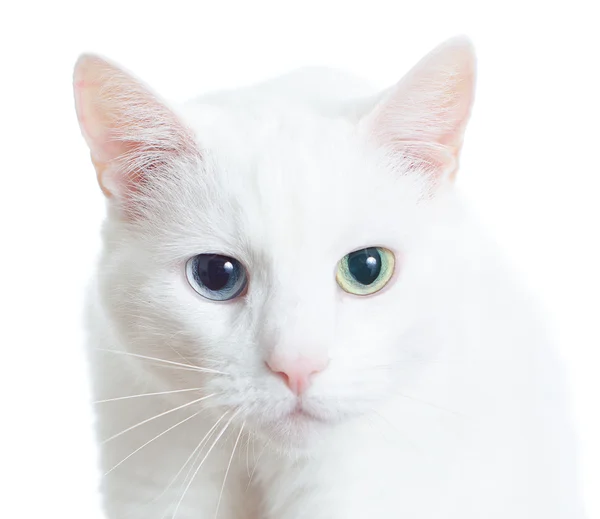 Retrato de gato branco com olhos diferentes — Fotografia de Stock