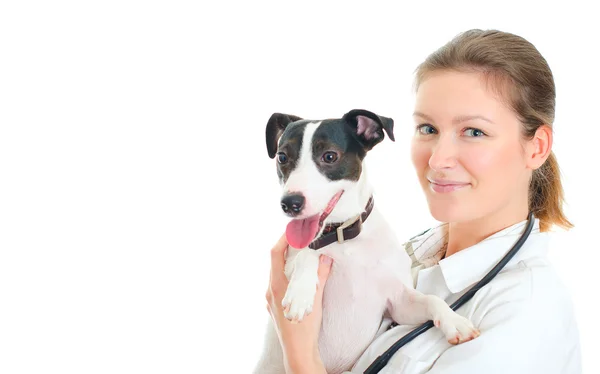 Kvinnliga veterinär anläggning liten hund. isolerad på vit — Stockfoto