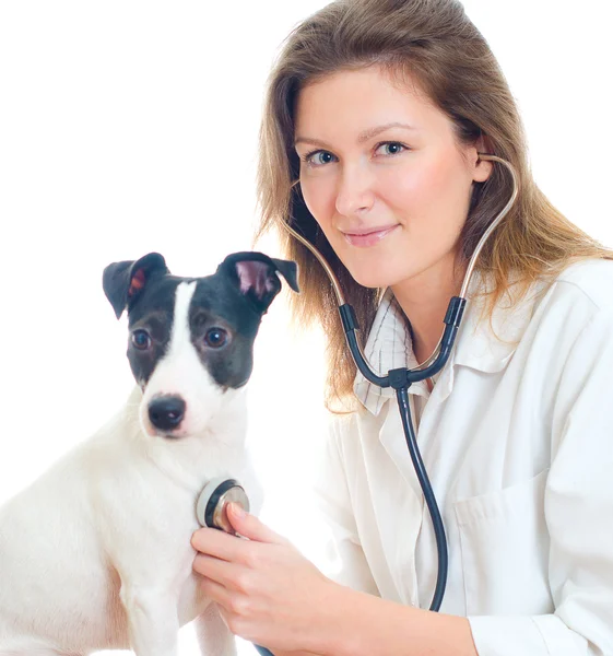 Female veterinarian examining jack russell terrier with stethoscope. Isolated on white — Stock Photo, Image