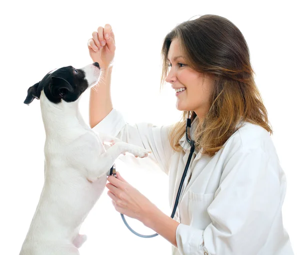 Vétérinaire femelle examinant Jack Russell terrier avec stéthoscope. Isolé sur blanc — Photo