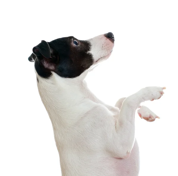 Jack Russell terrier in piedi vista laterale. Isolato su bianco — Foto Stock