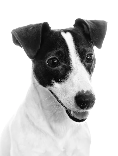 Ritratto di Jack Russell Terrier. Bianco e nero — Foto Stock
