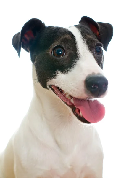 Ritratto di jack russell terrier con bocca aperta e lingua. Isolato su bianco — Foto Stock