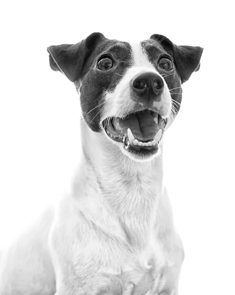 Ritratto di Jack Russell Terrier. Bianco e nero — Foto Stock
