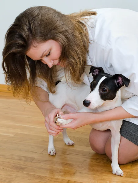 Mulher cortando suas garras de cachorro pequeno — Fotografia de Stock