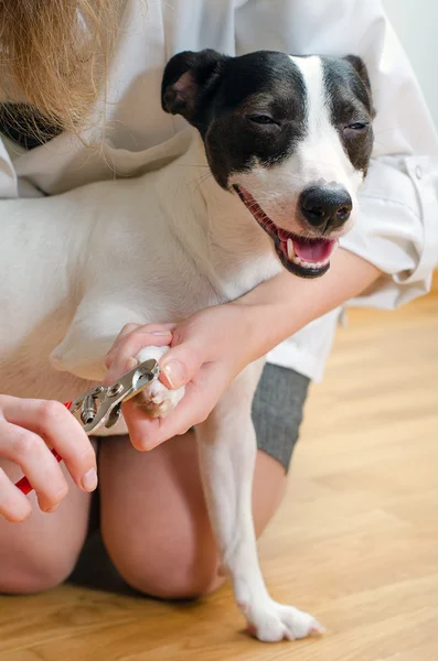 Mulher cortando suas garras de cachorro pequeno — Fotografia de Stock