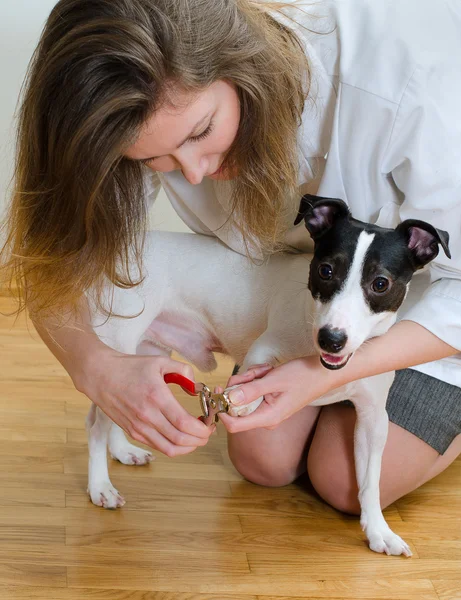 Mulher cortando suas garras de cachorro pequeno — Fotografia de Stock