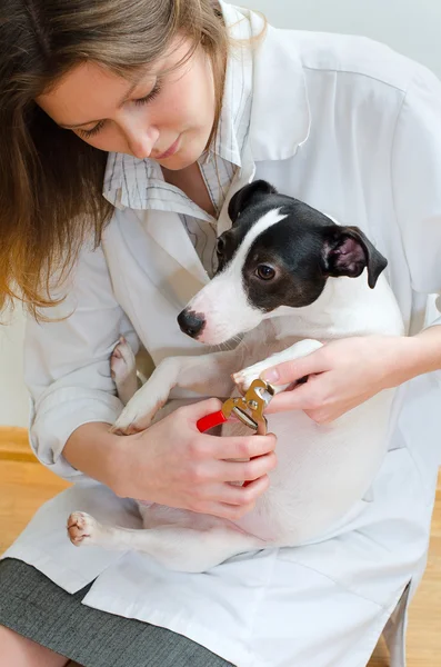 Vrouw snijden haar kleine hond claws — Stockfoto