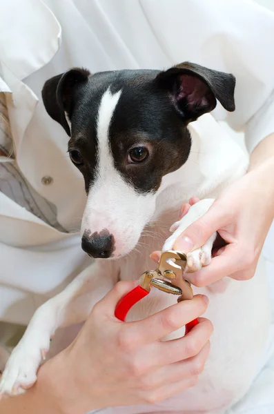 Vista de cerca de Jack Russell terrier manicura — Foto de Stock