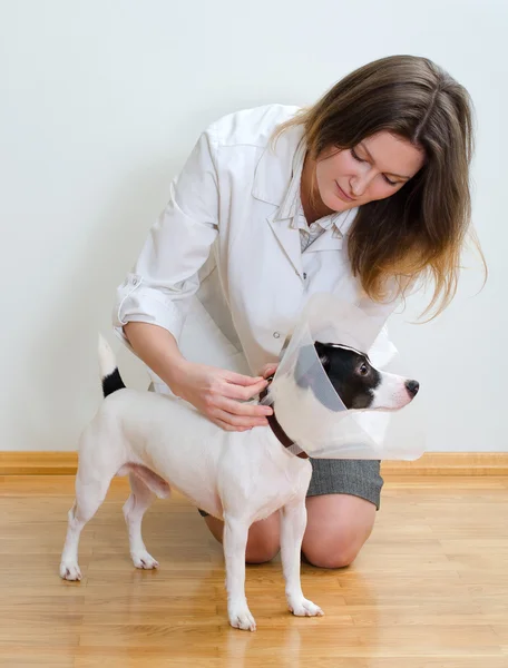 Dierenarts beschermende kegel zetten om jack russel terrier — Stockfoto