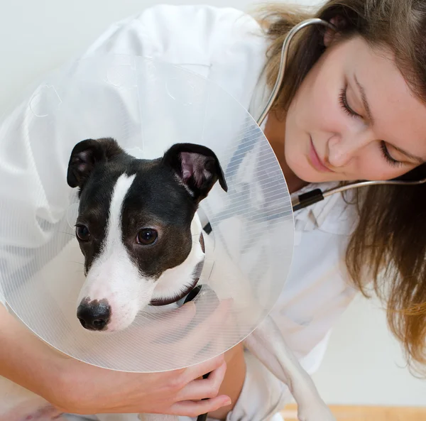 Vétérinaire examinant Jack Russel terrier avec stéthoscope — Photo