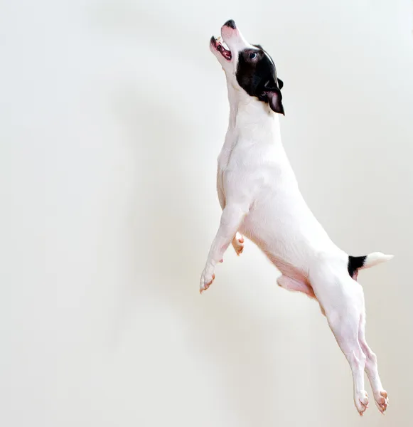 Full-length jack russell terrier in jump