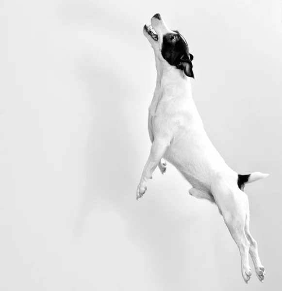 Jack Russell terrier de larga duración en salto. Blanco y negro — Foto de Stock