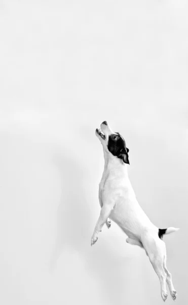 Jack russell terrier full-length in salto. Bianco e nero — Foto Stock