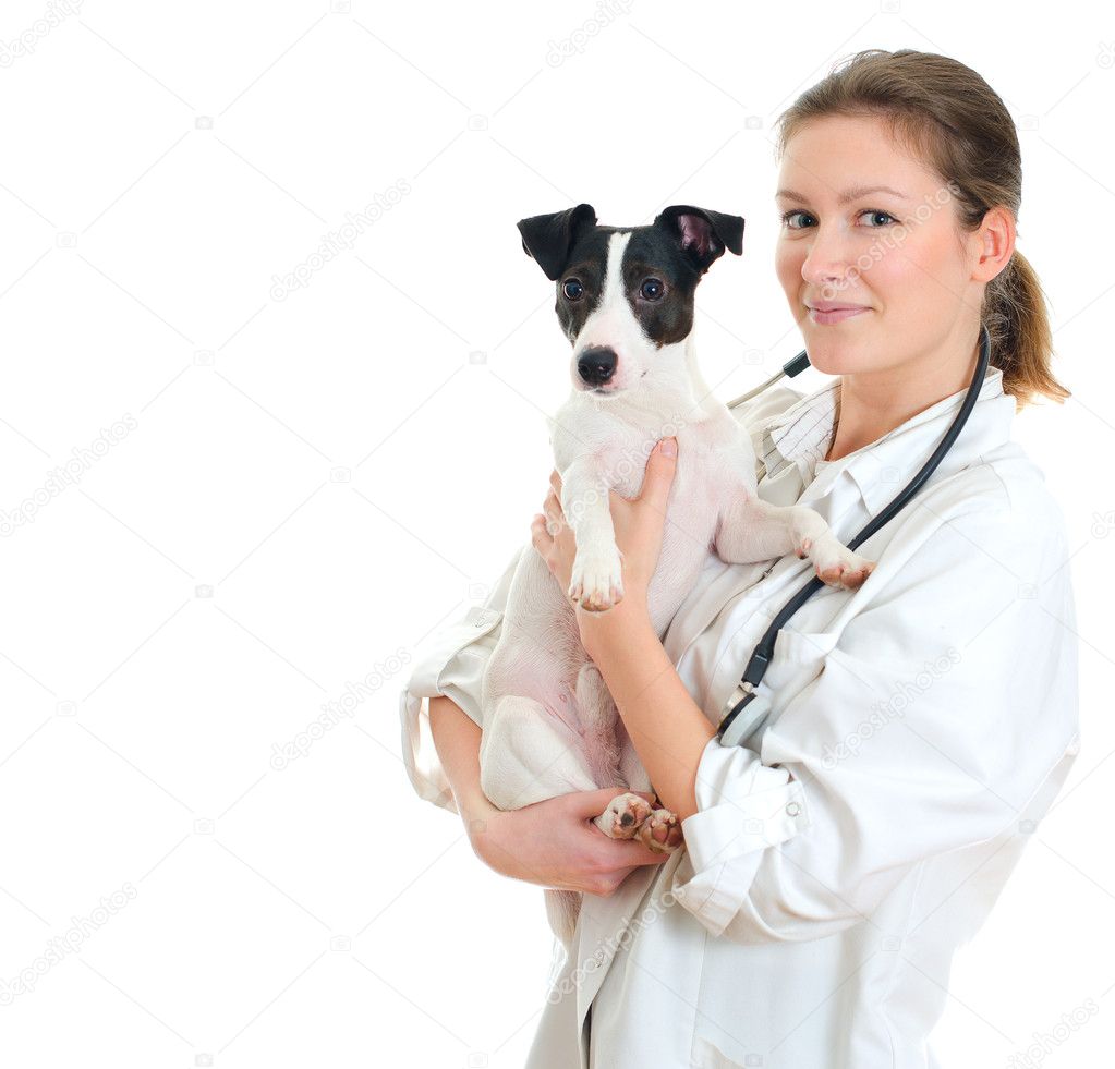 Female veterinarian holding jack russell terrier. Isolated on white