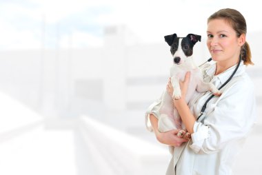 Female veterinarian holding jack russell terrier on hospital background clipart