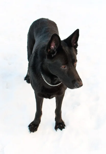 Schwarzer osteuropäischer Schäferhund steht im Schnee — Stockfoto