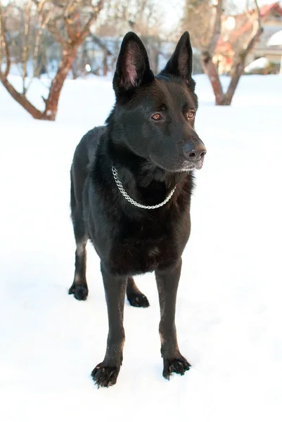 Zwarte Oost-Europese herder permanent in de sneeuw — Stockfoto